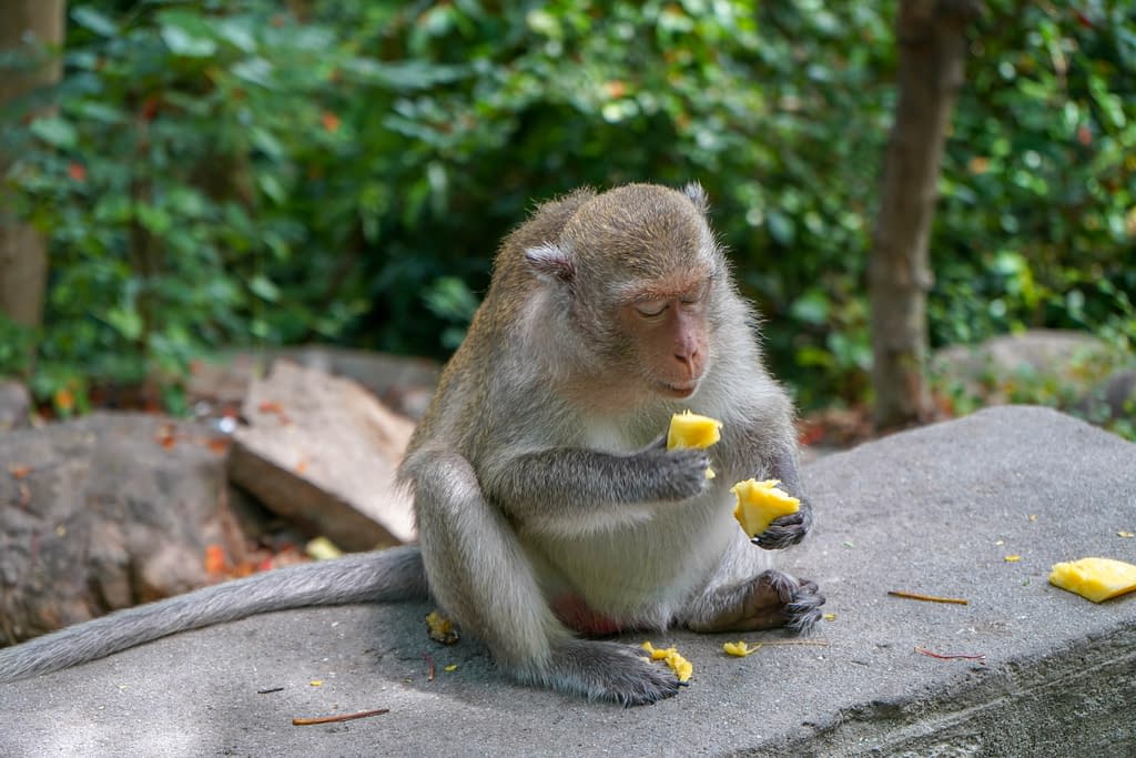 Ananasta nauttiva apina 